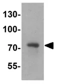 Anti-FMRP antibody used in Western Blot (WB). GTX31911
