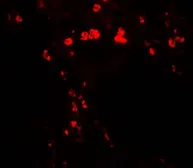 Anti-HMGB1 antibody used in IHC (Paraffin sections) (IHC-P). GTX31912
