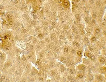 Anti-ME1 antibody used in IHC (Paraffin sections) (IHC-P). GTX31914