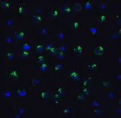 Anti-PGC1 alpha antibody used in Immunocytochemistry/ Immunofluorescence (ICC/IF). GTX31921