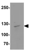 Anti-JAK2 antibody used in Western Blot (WB). GTX31943