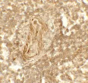 Anti-LSD1 antibody used in IHC (Paraffin sections) (IHC-P). GTX31950