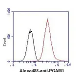 Anti-PGAM1 antibody [AT1G4] used in Flow cytometry (FACS). GTX31959