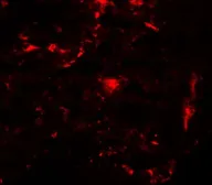 Anti-REEP2 antibody used in IHC (Paraffin sections) (IHC-P). GTX31981
