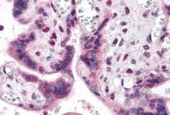 Anti-IRF2BP2 antibody used in IHC (Paraffin sections) (IHC-P). GTX31982