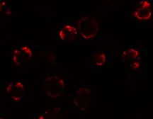 Anti-KAL1 antibody used in Immunocytochemistry/ Immunofluorescence (ICC/IF). GTX32013