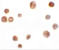 Anti-TRMT12 antibody used in Immunocytochemistry/ Immunofluorescence (ICC/IF). GTX32015