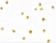Anti-C9orf116 antibody used in Immunocytochemistry/ Immunofluorescence (ICC/IF). GTX32057