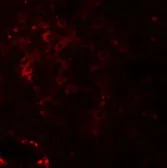 Anti-Nkx2.6 antibody used in IHC (Paraffin sections) (IHC-P). GTX32059