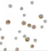 Anti-YPEL1 antibody used in Immunocytochemistry/ Immunofluorescence (ICC/IF). GTX32062