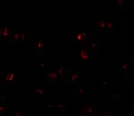Anti-YPEL3 antibody used in Immunocytochemistry/ Immunofluorescence (ICC/IF). GTX32064
