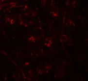 Anti-TMEM106A antibody used in IHC (Paraffin sections) (IHC-P). GTX32066