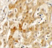 Anti-TMEM106B antibody used in IHC (Paraffin sections) (IHC-P). GTX32067