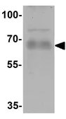Anti-GZF1 antibody used in Western Blot (WB). GTX32070