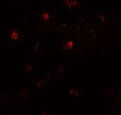 Anti-ZNF687 antibody used in Immunocytochemistry/ Immunofluorescence (ICC/IF). GTX32073