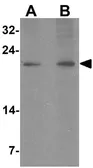 Anti-LYZL1 antibody used in Western Blot (WB). GTX32083