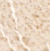 Anti-SHISA4 antibody used in IHC (Paraffin sections) (IHC-P). GTX32110