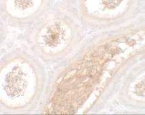 Anti-WAC antibody used in IHC (Paraffin sections) (IHC-P). GTX32115