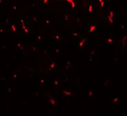 Anti-TMIGD1 antibody used in IHC (Paraffin sections) (IHC-P). GTX32126