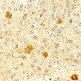 Anti-PDCL3 antibody used in IHC (Paraffin sections) (IHC-P). GTX32137