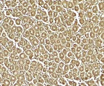 Anti-XKR8 antibody used in IHC (Paraffin sections) (IHC-P). GTX32139