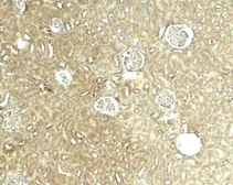 Anti-GLIS2 antibody used in IHC (Paraffin sections) (IHC-P). GTX32148