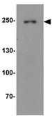 Anti-DNAJC13 antibody used in Western Blot (WB). GTX32149