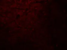 Anti-SLC29A2 antibody used in IHC (Paraffin sections) (IHC-P). GTX32150