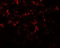 Anti-MKRN3 antibody used in IHC (Paraffin sections) (IHC-P). GTX32153