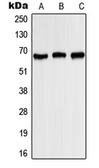 Anti-Kv1.3 (phospho Tyr187) antibody used in Western Blot (WB). GTX32206