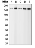 Anti-PLCG2 (phospho Tyr1217) antibody used in Western Blot (WB). GTX32239