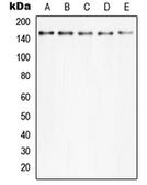 Anti-PLCG2 (phospho Tyr753) antibody used in Western Blot (WB). GTX32240