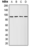 Anti-p90 RSK1 (phospho Ser380) antibody used in Western Blot (WB). GTX32257