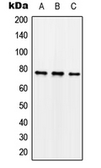 Anti-Synapsin I (phospho Ser62) antibody used in Western Blot (WB). GTX32272