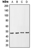 Anti-NCF1 (phospho Ser370) antibody used in Western Blot (WB). GTX32294