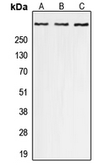 Anti-EP300 (phospho Ser1834) antibody used in Western Blot (WB). GTX32297