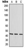 Anti-p38 MAPK (phospho Thr180) antibody used in Western Blot (WB). GTX32319
