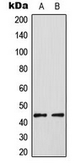 Anti-ELK3 (phospho Ser357) antibody used in Western Blot (WB). GTX32324