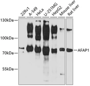 Anti-AFAP antibody used in Western Blot (WB). GTX32427
