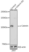 Anti-alpha 1 Catenin antibody used in Western Blot (WB). GTX32433