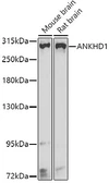 Anti-ANKHD1 antibody used in Western Blot (WB). GTX32441