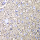 Anti-Annexin A1 antibody used in IHC (Paraffin sections) (IHC-P). GTX32444