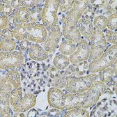 Anti-AP2A1 antibody used in IHC (Paraffin sections) (IHC-P). GTX32449