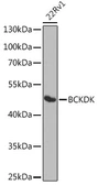 Anti-BCKDK antibody used in Western Blot (WB). GTX32468