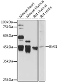 Anti-Bmi1 antibody used in Western Blot (WB). GTX32472