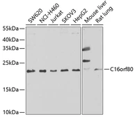 Anti-C16orf80 antibody used in Western Blot (WB). GTX32483