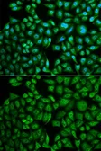 Anti-Cathepsin A antibody used in Immunocytochemistry/ Immunofluorescence (ICC/IF). GTX32490