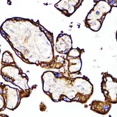 Anti-CD10 antibody used in IHC (Paraffin sections) (IHC-P). GTX32493