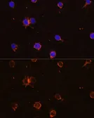 Anti-CD11b antibody used in Immunocytochemistry/ Immunofluorescence (ICC/IF). GTX32495