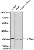 Anti-CD244 antibody used in Western Blot (WB). GTX32501